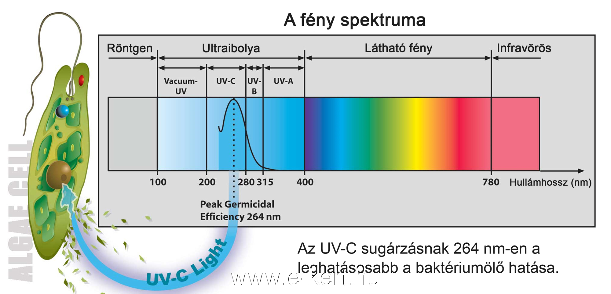 Wasseraufbereitung UVC-Lampe für Pool – Bild 4